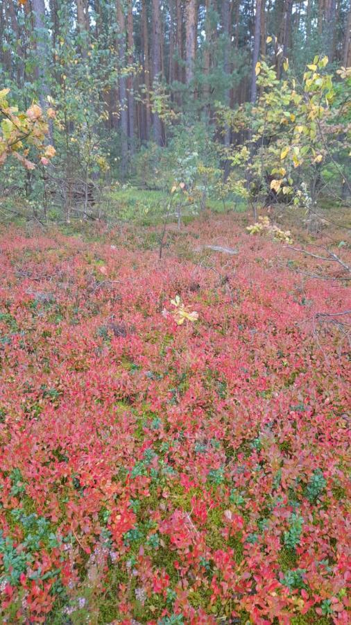 Lechanice Lesna Ostoja Nad Pilicaヴィラ エクステリア 写真